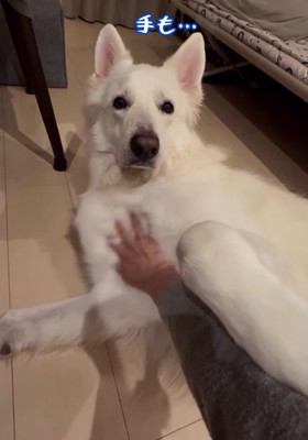 ママさんの腕に前足を乗せる大型犬