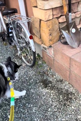 ナラちゃんの行動