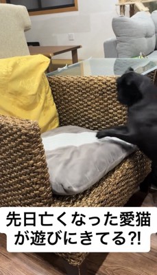 椅子の前で立っている犬