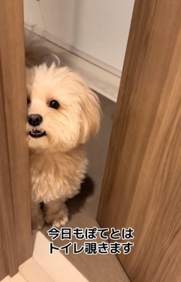 飼い主さんのトイレを覗くぽてとちゃん1