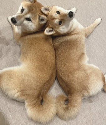 柴犬