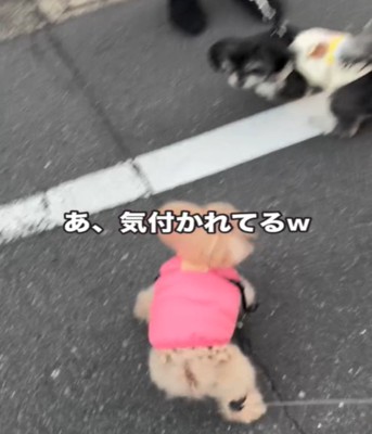 振り向く黒い犬