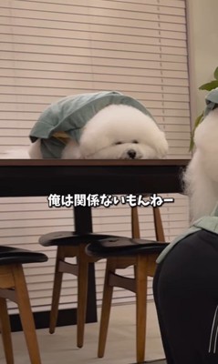 亀になりきる王子くん＆あんじちゃん7