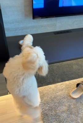 ガムテープを取りたいぬい君2