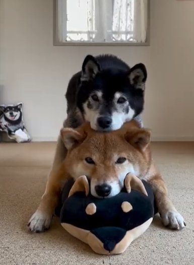 柴犬のぬいぐるみの上に頭を重ねる柴犬と、その上にさらに顎を乗せて重なる柴犬