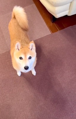 お母さんを見つめる小春ちゃん