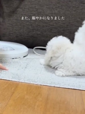 飼い主さん、毎日が体力勝負!