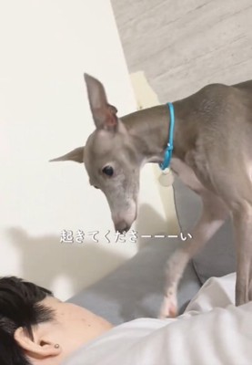 見つめる犬1