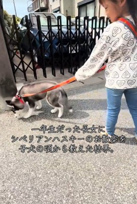 お散歩の練習開始