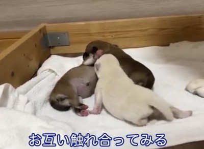 体を寄せ合う3匹の犬
