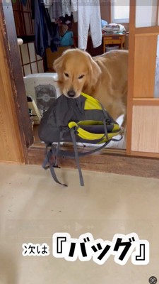 リュックサックを咥えて持ってきた犬
