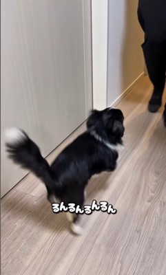 ママさん帰宅時のピノちゃん＆パルムちゃん2