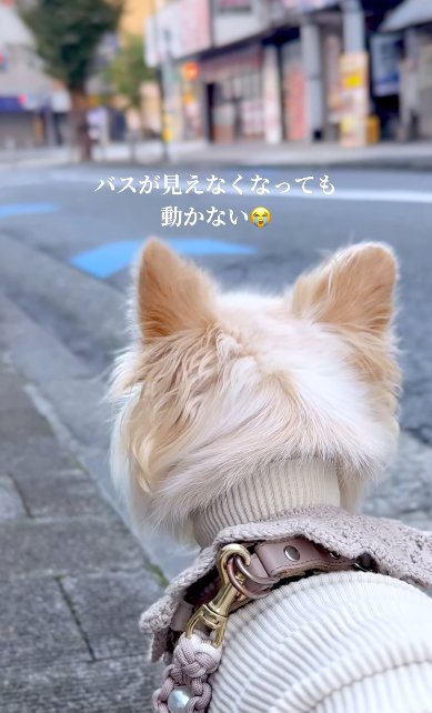 バスが去った場所を見つめ続けるチワワ