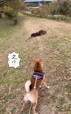 黒い動物に興味を示す柴犬