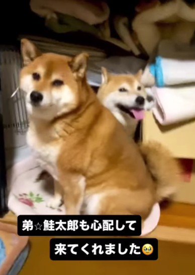 弟の鮭太郎ちゃんも…