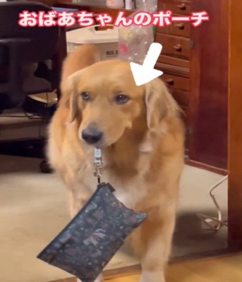 ポーチをくわえる犬アップ