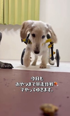 琥珀くんの車椅子練習