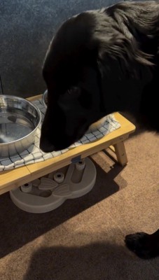 器から顔を上げる犬