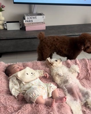 眠る赤ちゃんと小型犬兄妹