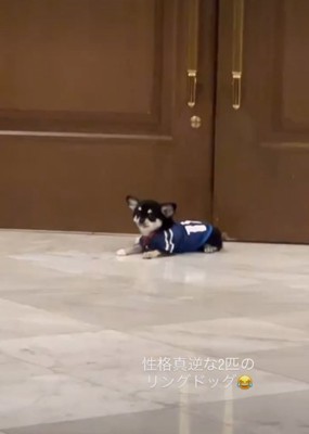 座る犬
