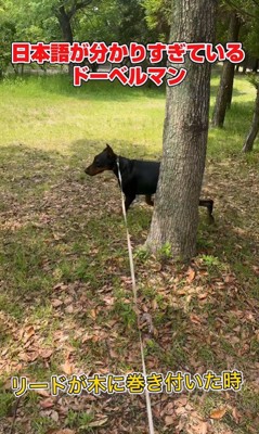 日本語を理解しすぎているルイくん4