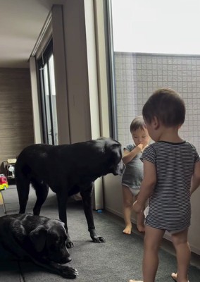 おやつを食べる双子の赤ちゃんと、双子の赤ちゃんに寄り添う2頭の犬