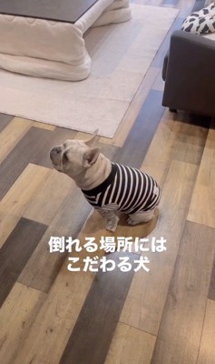 芸達者ワンコ、こまつくん