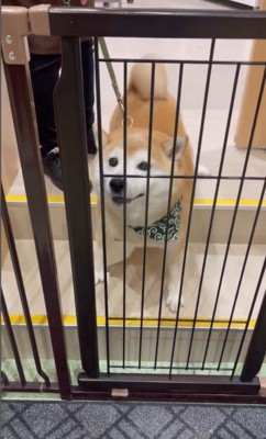 サロンに預けられる豆助座衛門くん2