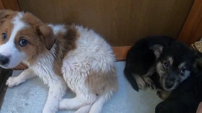 なんとか2匹とも完了!!