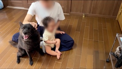 泣きじゃくる赤ちゃんの様子をうかがう犬