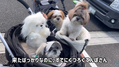 シーズー仲間との交流♪
