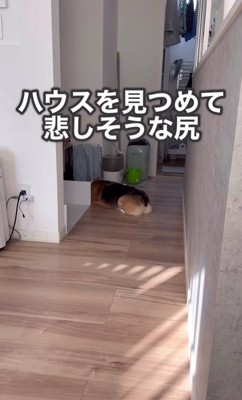 ハウスを見つめて悲しそうな中型犬