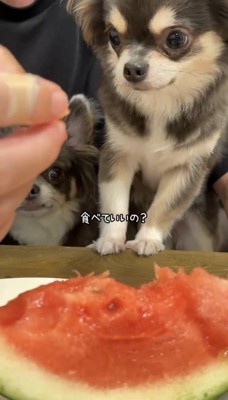 スイカを見つめる2匹の犬