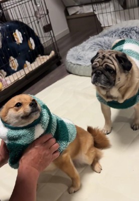 掃除機が届く日…