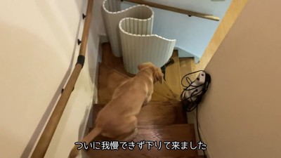 ちゃんと下りてきました♪
