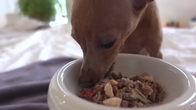 ご飯を食べる犬