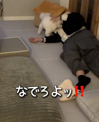 飼い主の体に頭をくっつける犬