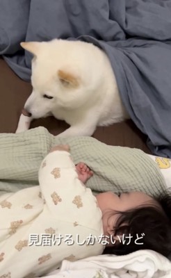 横目で赤ちゃんを見る犬