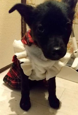 服を着てカメラを見つめる犬