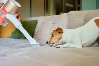 掃除機に警戒する犬