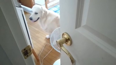 扇風機の前を独り占めするギンちゃん