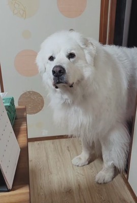 「まだ来ない…？」