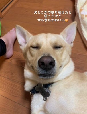 耳も立ち上がった