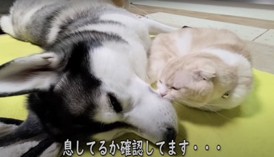 犬の口に顔を近づけている猫