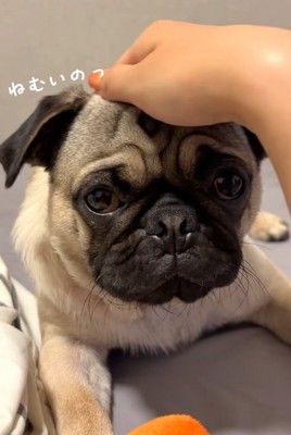 頭を撫でられる犬（目線正面）%％「なでられると眠くなっちゃうよ？」