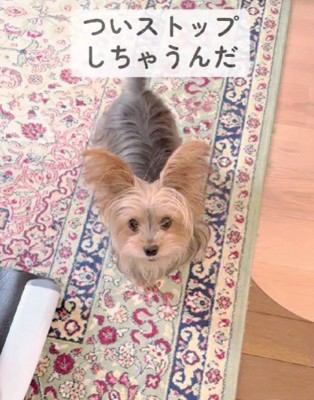 ストップと言うと止まる