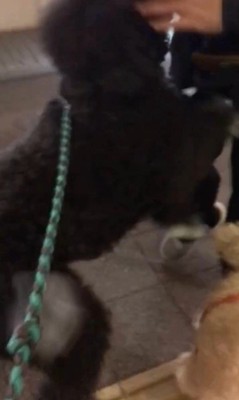 パパさんとプルミちゃん＆バニーちゃんの再会4