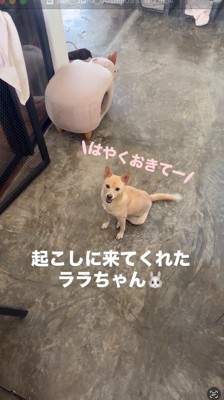 女性を部屋の前で待っているクリーム色の犬