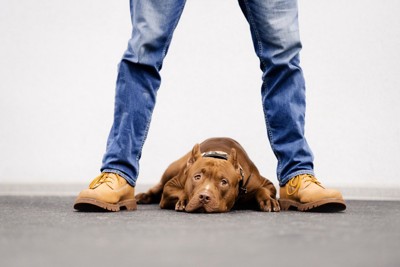 足の間で伏せる犬
