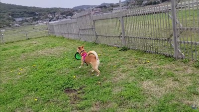 芝生をのびのび走るのは…